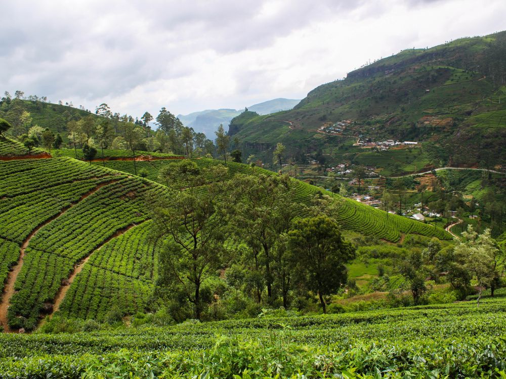 Tea plantation