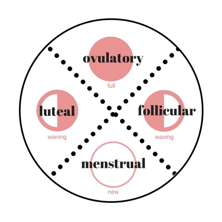 A circle divided into four sections, detailing ovulatory, follicular, menstrual and luteal