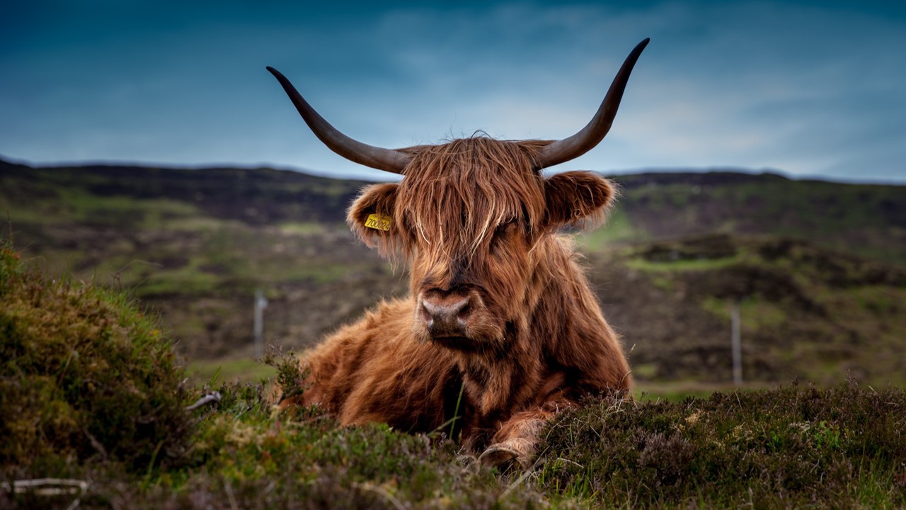 Highland cow