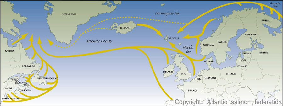 Map showing salmon tracks